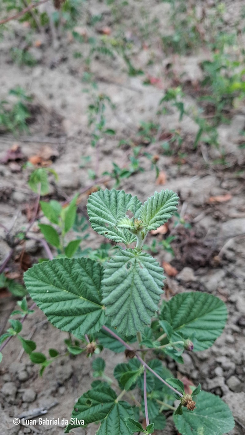 Waltheria rotundifolia photo 2
