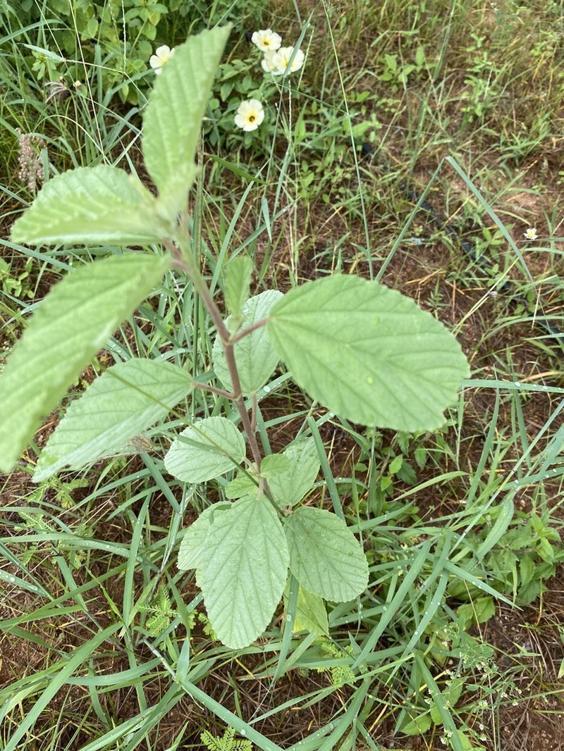 Waltheria rotundifolia photo 3