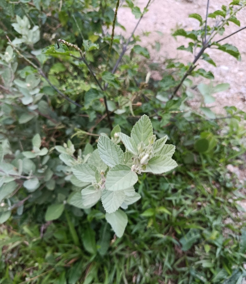 Waltheria rotundifolia photo 4