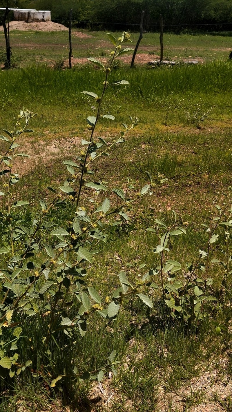 Waltheria rotundifolia photo 5