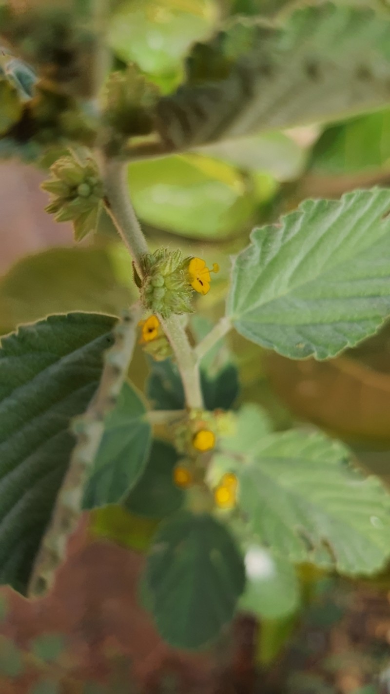 Waltheria rotundifolia photo 6
