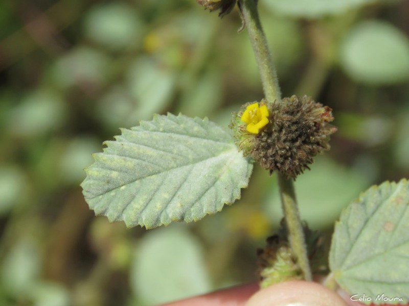 Waltheria rotundifolia photo 7