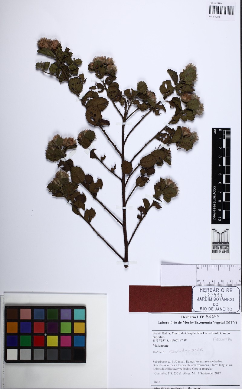 Waltheria saundersiae