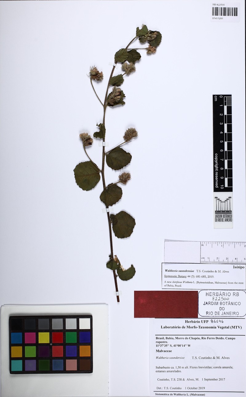 Waltheria saundersiae photo 2