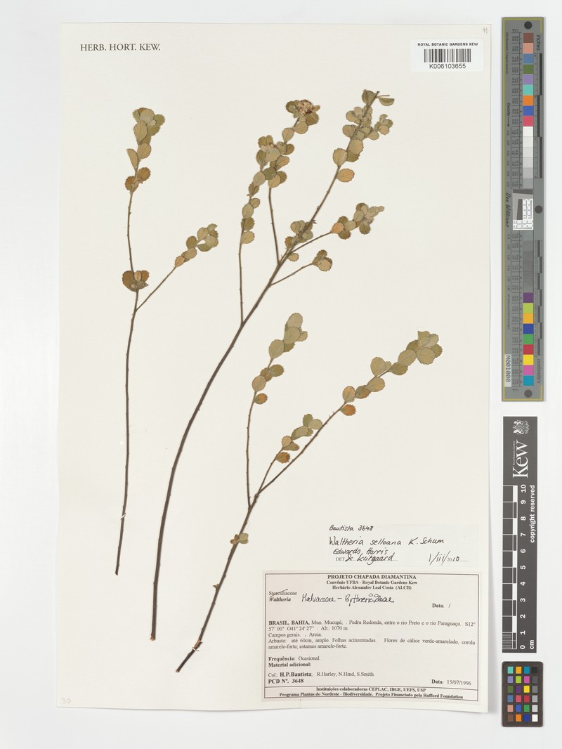 Waltheria selloana