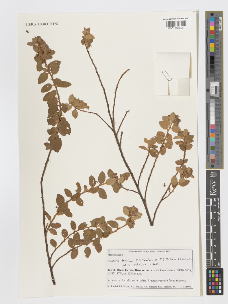 Waltheria terminans