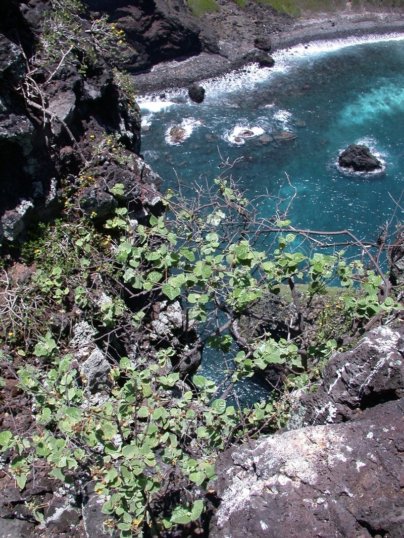 Waltheria tomentosa