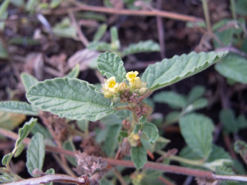 Waltheria tomentosa photo 5