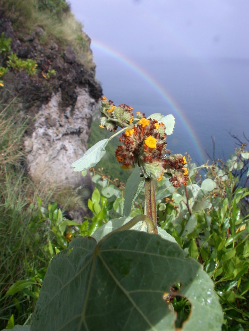 Waltheria tomentosa photo 6