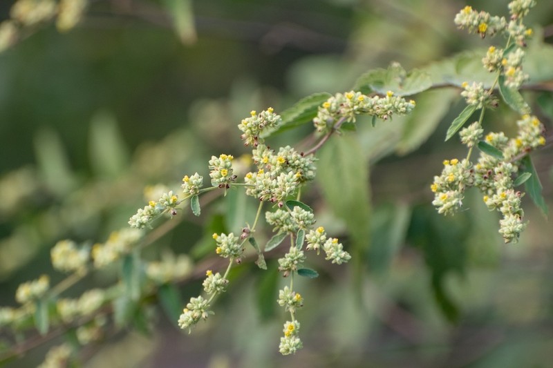 Waltheria tridentata photo 2