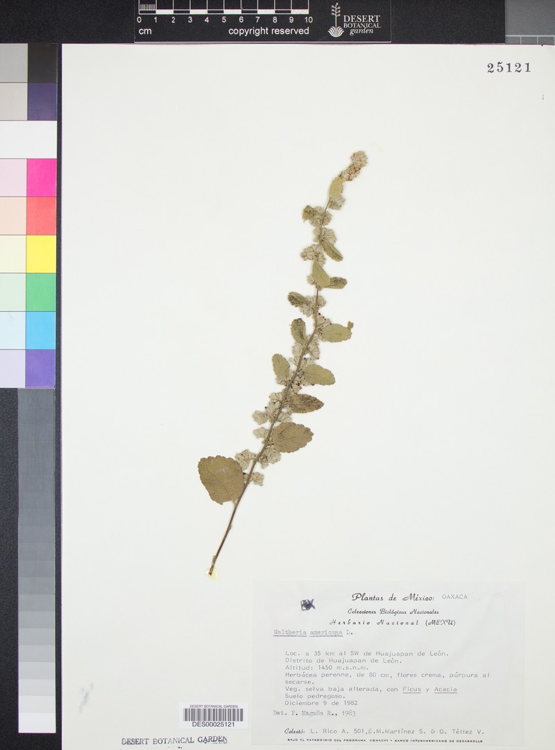 Waltheria tridentata photo 4