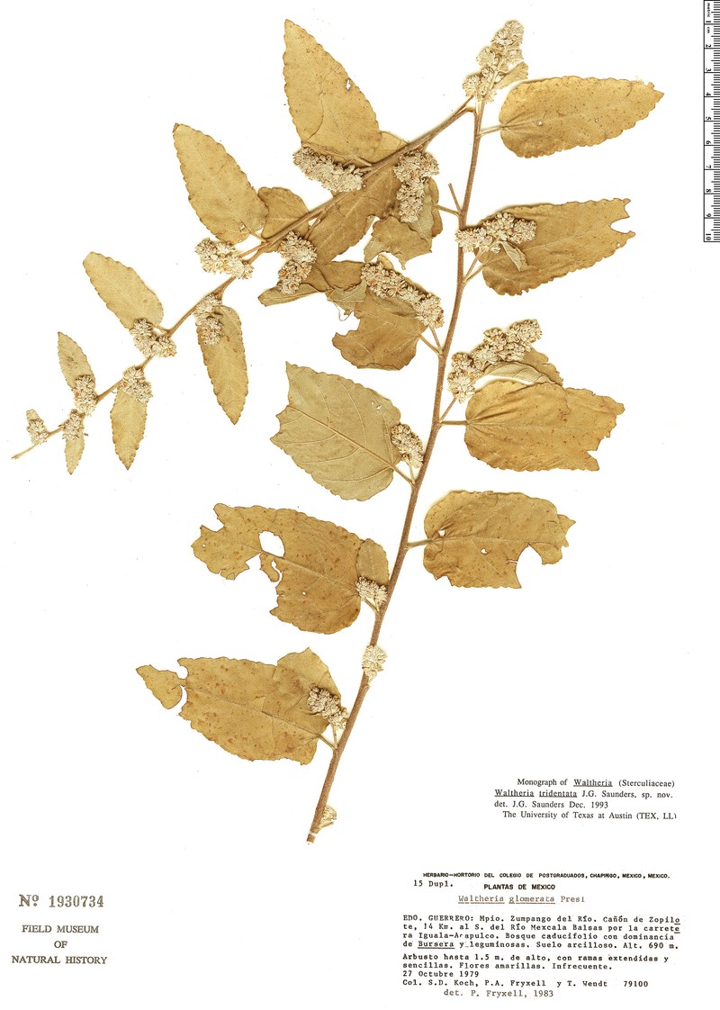 Waltheria tridentata photo 5