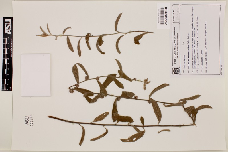 Waltheria vernonioides