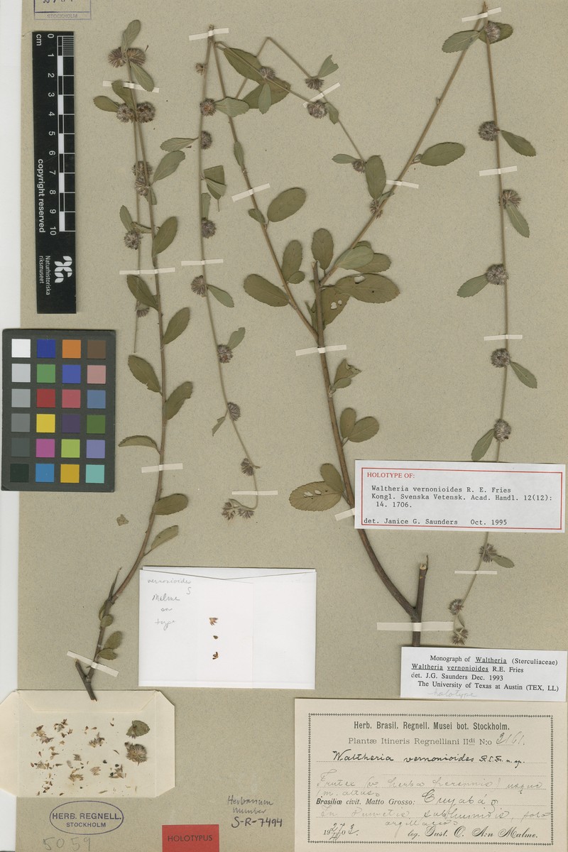 Waltheria vernonioides photo 2