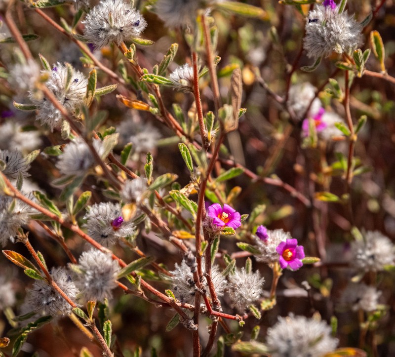 Waltheria virgata photo 2