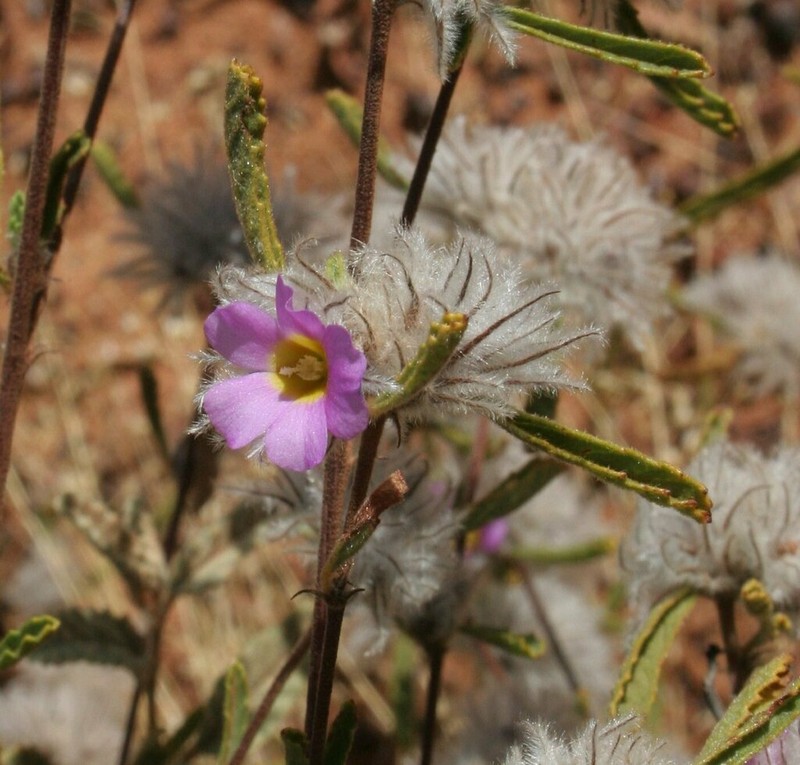 Waltheria virgata photo 3