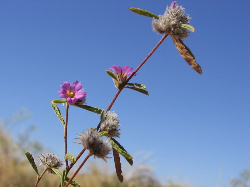 Waltheria virgata photo 4