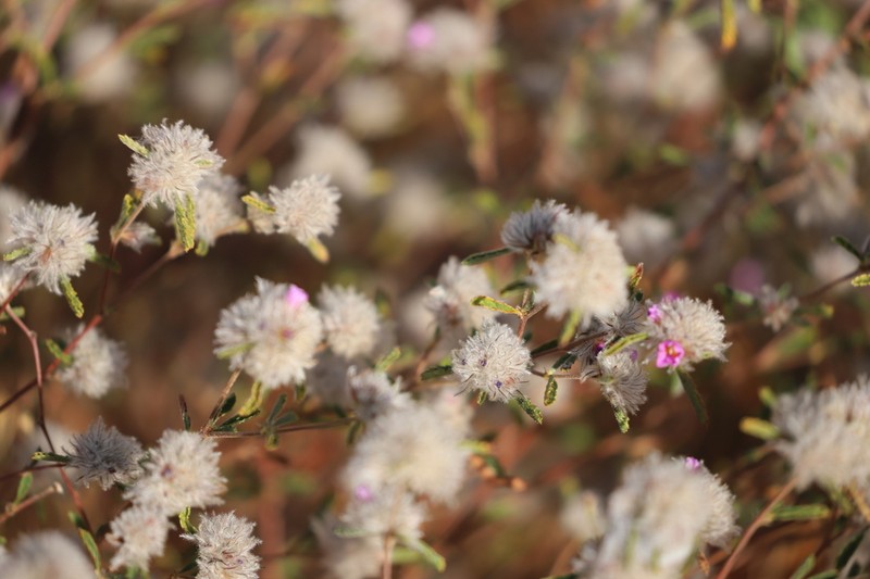 Waltheria virgata photo 5
