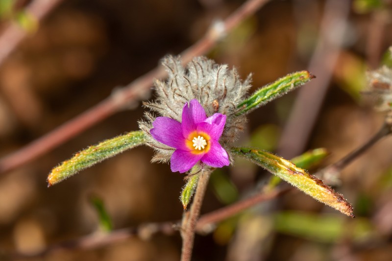 Waltheria virgata photo 6