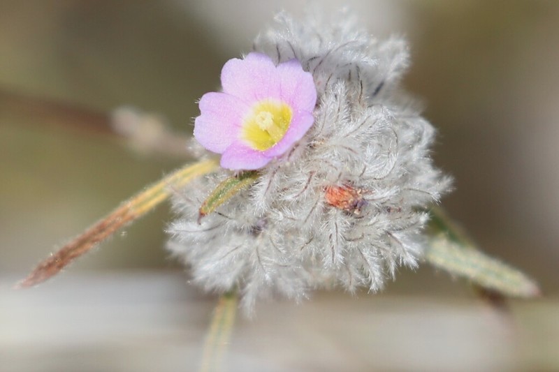 Waltheria virgata photo 7