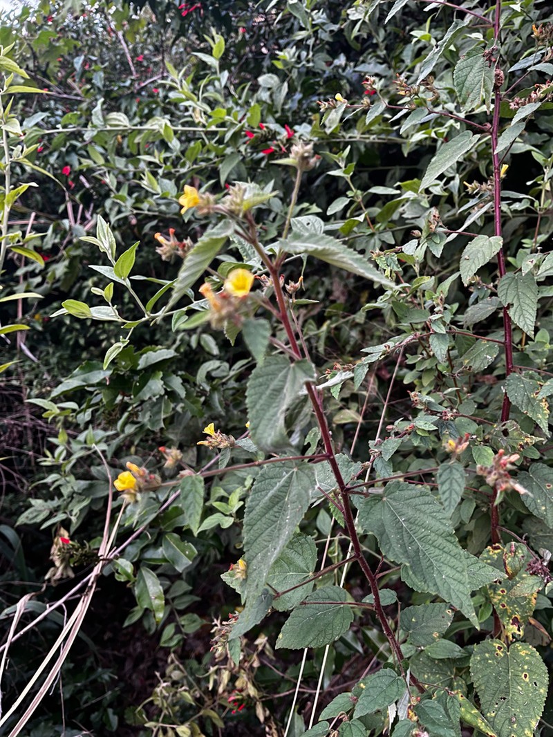 Waltheria viscosissima