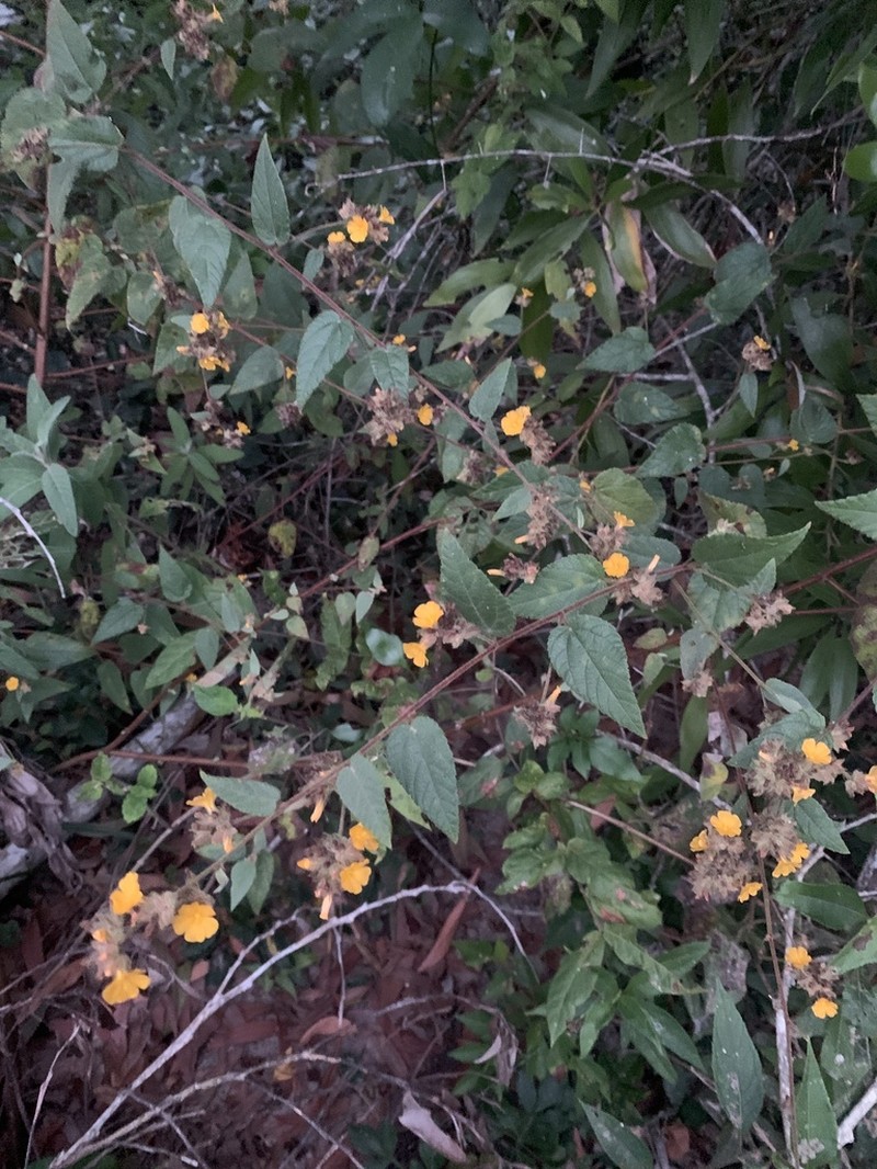 Waltheria viscosissima photo 2