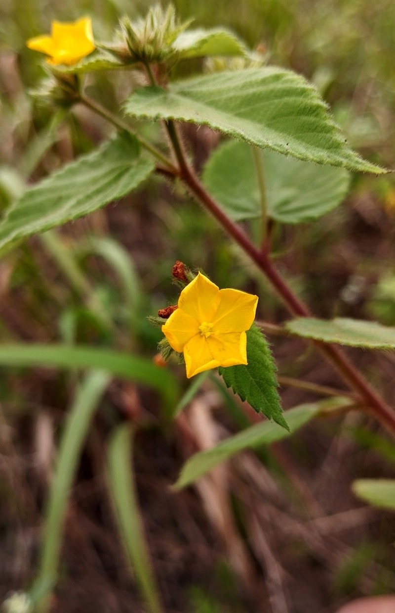 Waltheria viscosissima photo 3