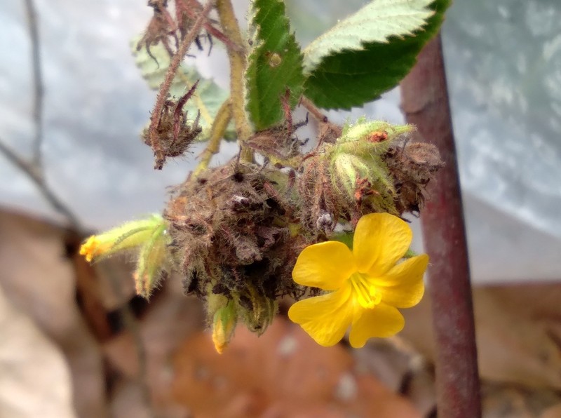 Waltheria viscosissima photo 4