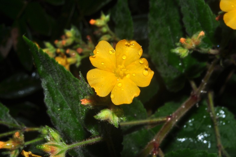 Waltheria viscosissima photo 5