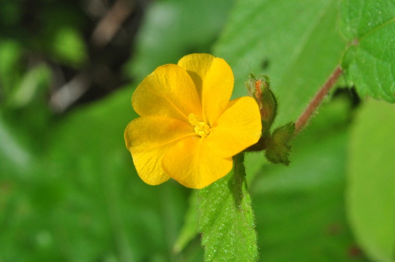 Waltheria viscosissima photo 6