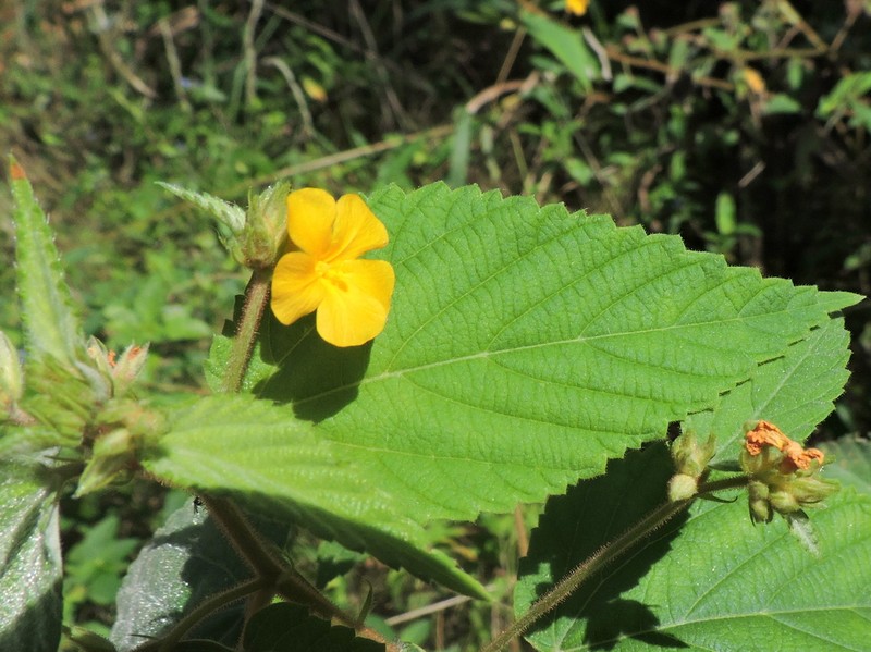 Waltheria viscosissima photo 7