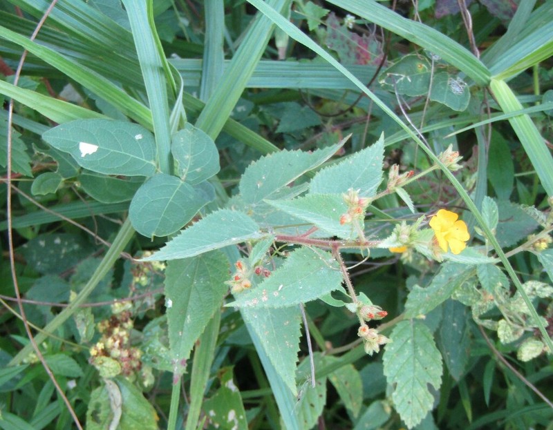 Waltheria viscosissima photo 8