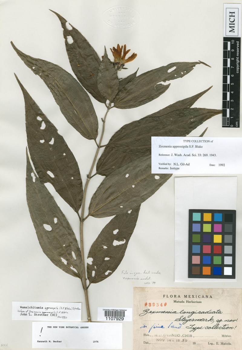 Wamalchitamia appressipila