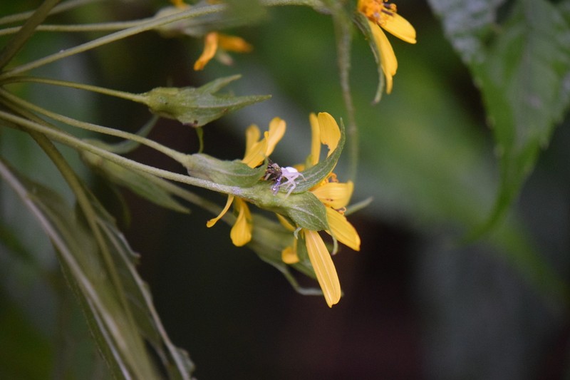 Wamalchitamia aurantiaca