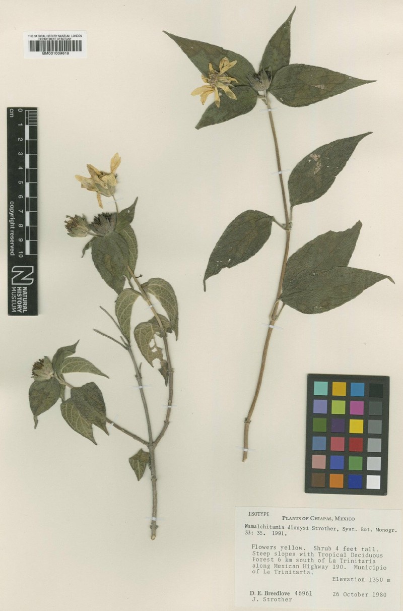 Wamalchitamia dionysi