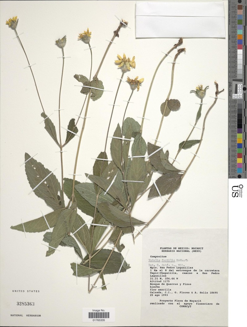 Wamalchitamia strigosa