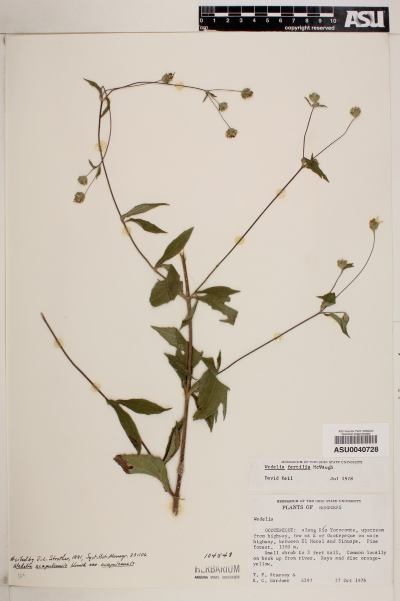Wamalchitamia strigosa photo 2