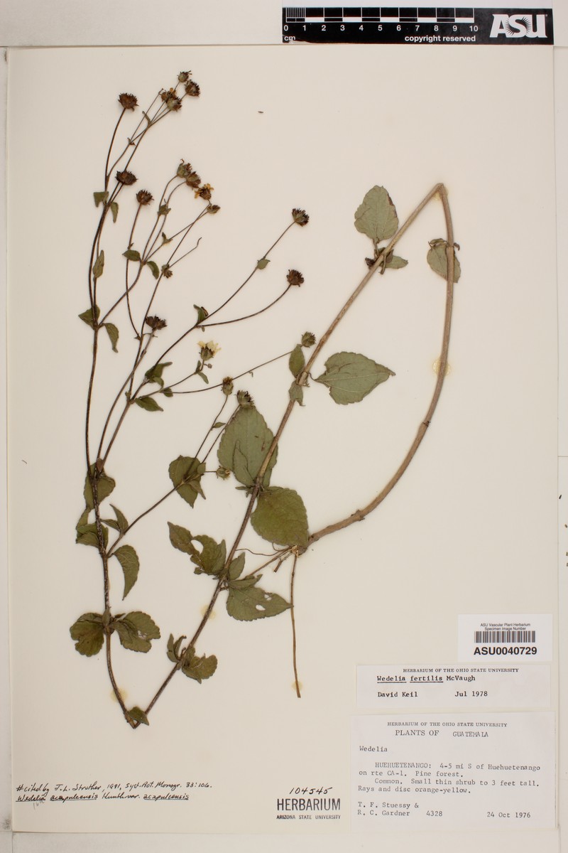 Wamalchitamia strigosa photo 3