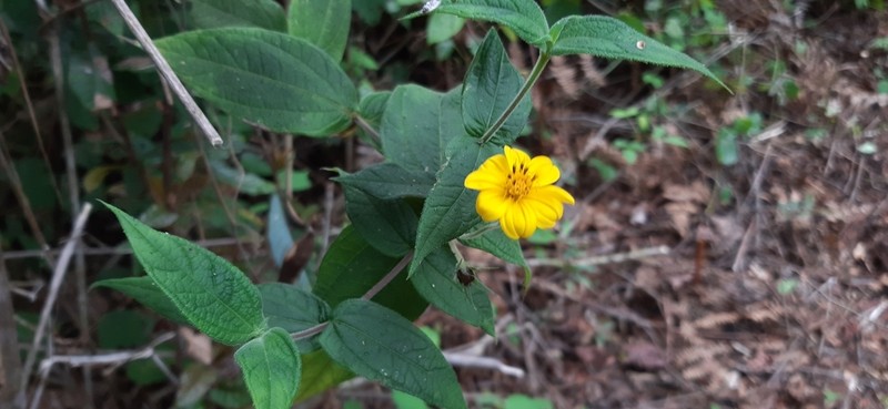 Wamalchitamia williamsii