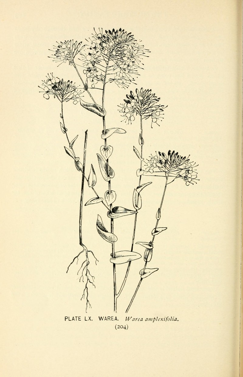 Wideleaf Pinelandcress photo 2