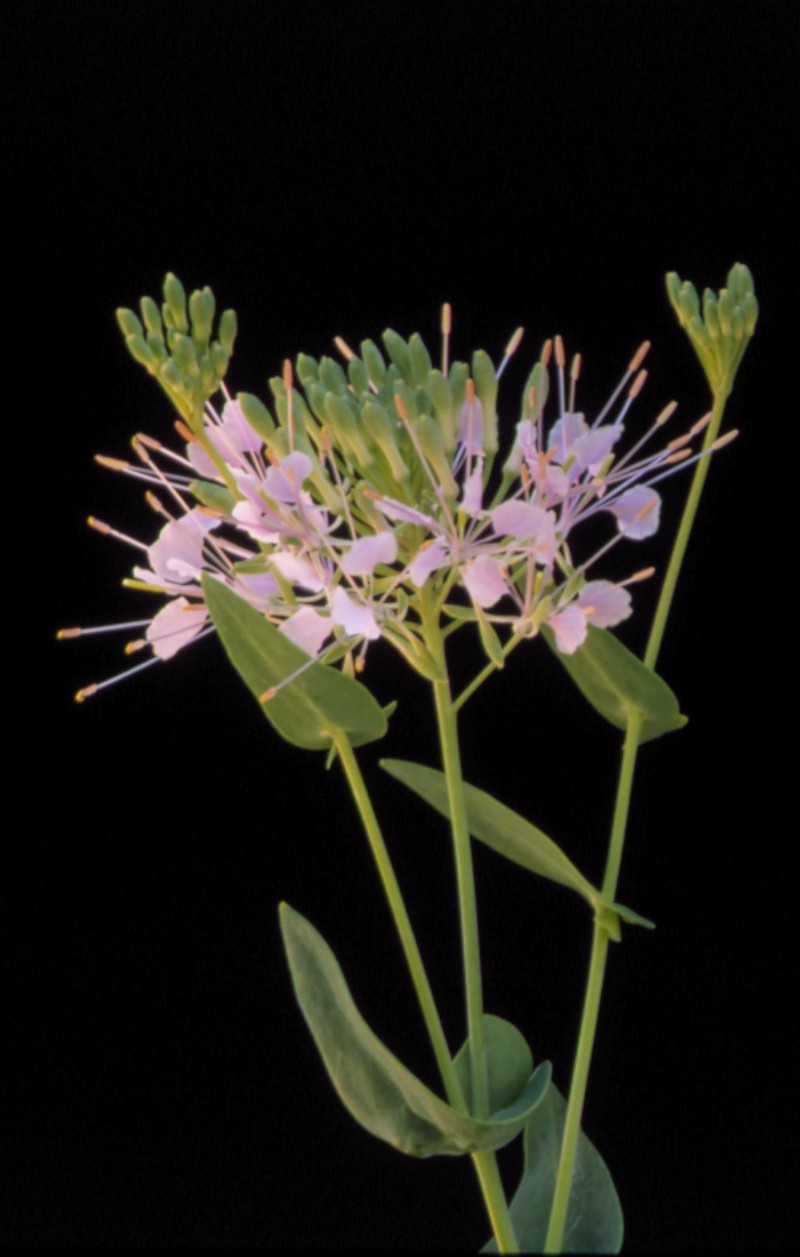 Wideleaf Pinelandcress