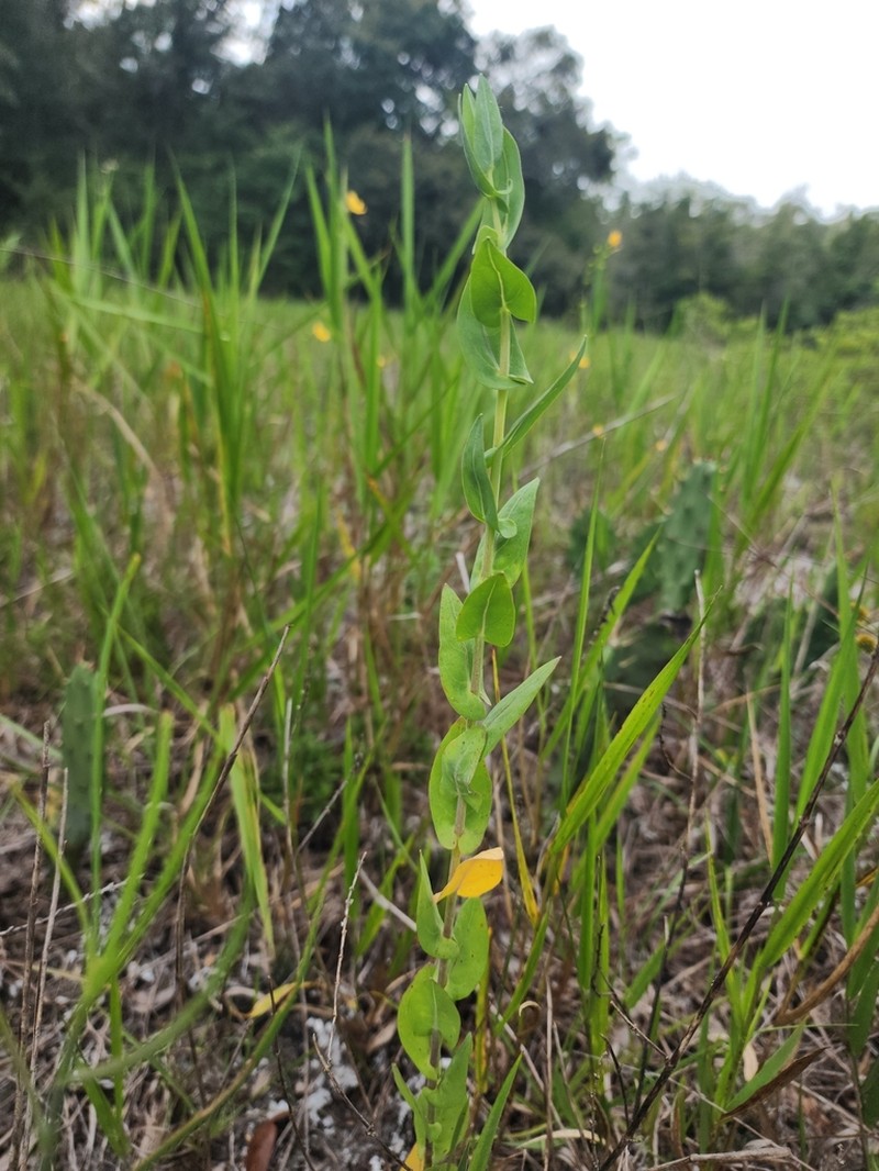 Wideleaf Pinelandcress photo 3