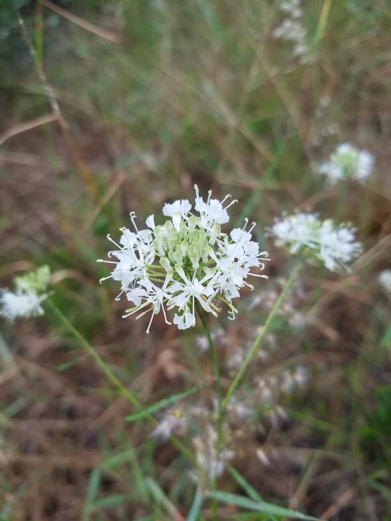 Carter's Pinelandcress photo 3