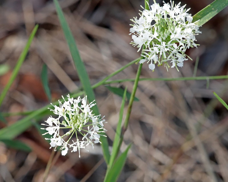 Carter's Pinelandcress photo 5