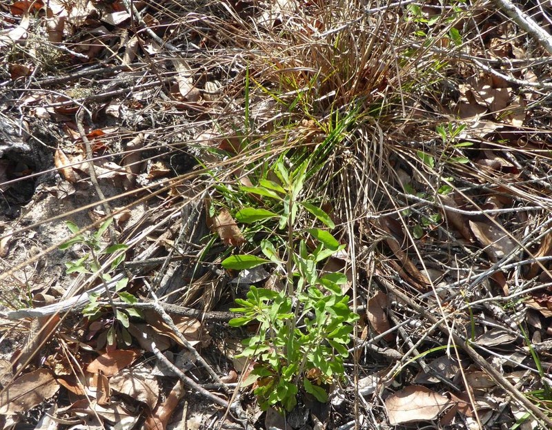 Carter's Pinelandcress photo 6
