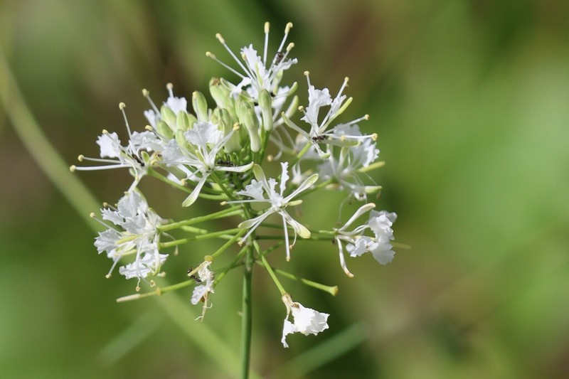 Carter's Pinelandcress photo 7