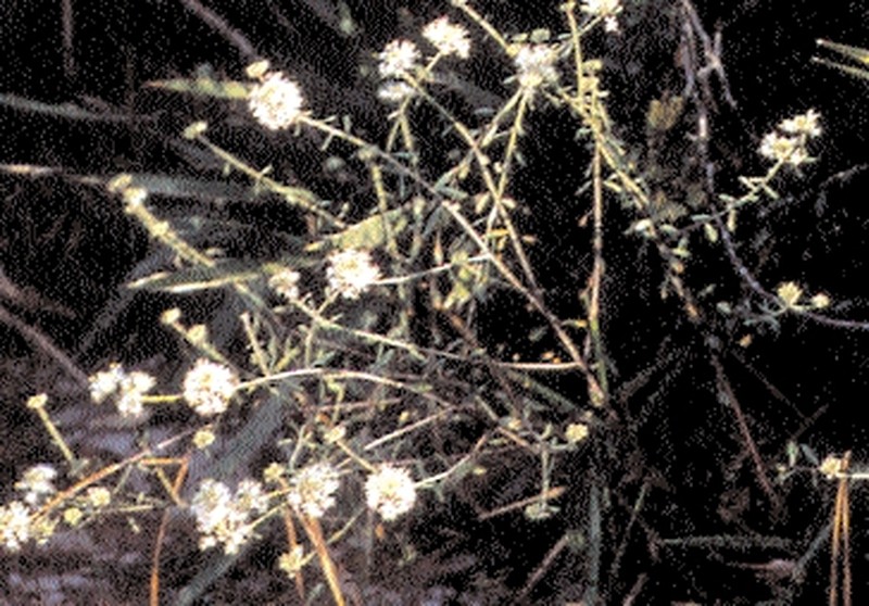 Carter's Pinelandcress photo 2