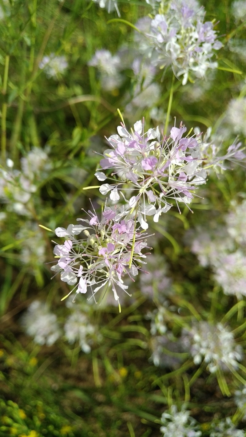 Carolina Pinelandcress photo 3