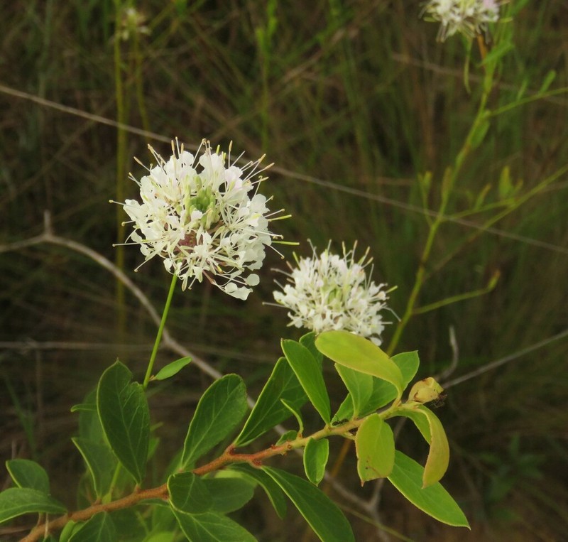 Carolina Pinelandcress photo 5