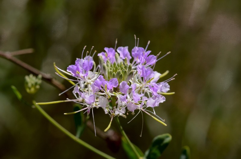 Carolina Pinelandcress photo 7